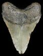 Bargain Megalodon Tooth - North Carolina #45507-2